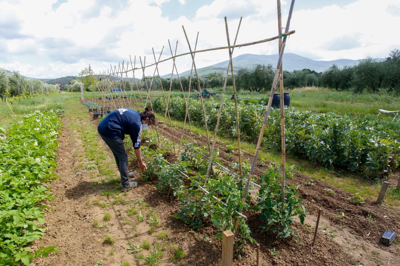 Caldo record in Toscana, l'allarme di Confcooperative: 